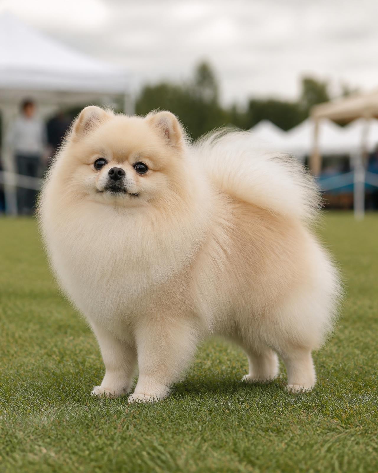 A cream Pomeranian standing squarely on show grass, full body in frame